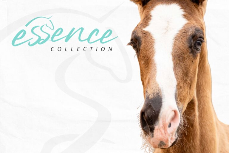 leilao dejet essence